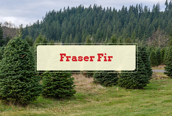 Fraser Fir