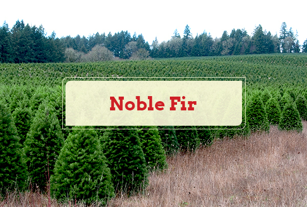 Noble Fir