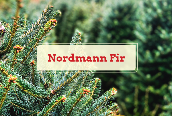 Nordmann Fir