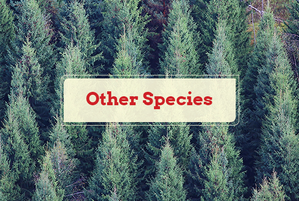 Other Species