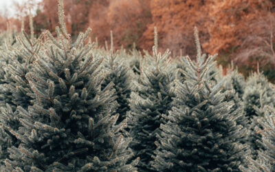Guidelines for Recycling Your Tree