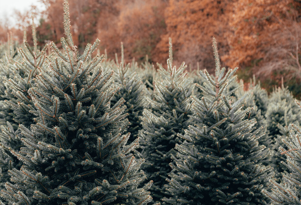 Guidelines for Recycling Your Tree